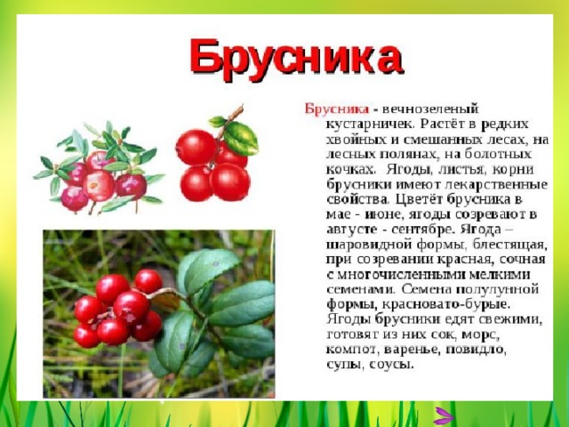 БРУСНИКА 