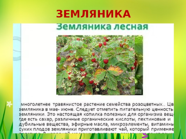 ЗЕМЛЯНИКА 