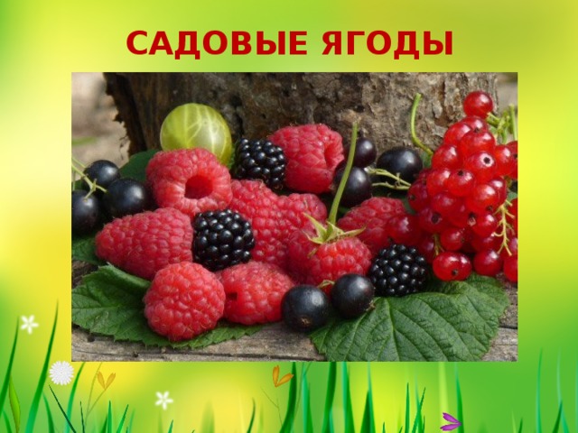 САДОВЫЕ ЯГОДЫ 