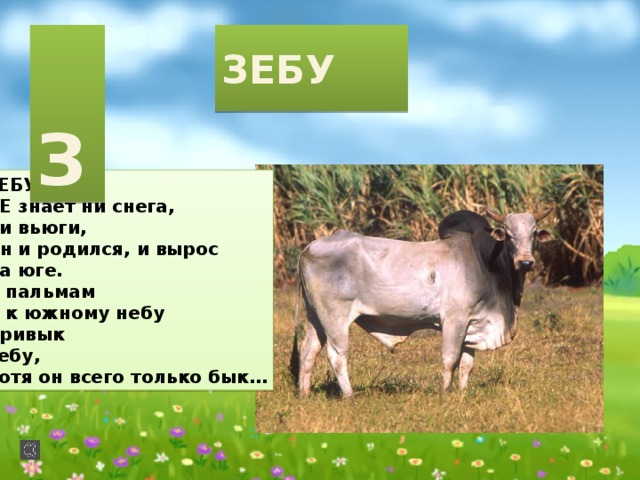  З ЗЕБУ ЗЕБУ НЕ знает ни снега, Ни вьюги, Он и родился, и вырос На юге. К пальмам И к южному небу Привык Зебу, Хотя он всего только бык… 