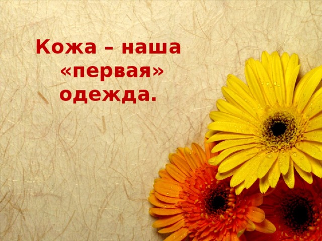    Кожа – наша  «первая» одежда.       
