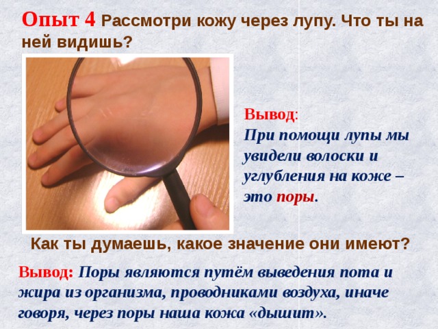 Опыт 4 Рассмотри кожу через лупу. Что ты на ней видишь? Вывод : При помощи лупы мы увидели волоски и углубления на коже – это поры .   Вывод: Поры являются путём выведения пота и жира из организма, проводниками воздуха, иначе говоря, через поры наша кожа «дышит». Как ты думаешь, какое значение они имеют? 