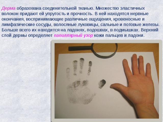 Дерма  образована соединительной тканью. Множество эластичных волокон придают ей упругость и прочность. В ней находятся нервные окончания, воспринимающие различные ощущения, кровеносные и лимфатические сосуды, волосяные луковицы, сальные и потовые железы. Больше всего их находится на ладонях, подошвах, в подмышках. Верхний слой дермы определяет папиллярный узор кожи пальцев и ладони. 