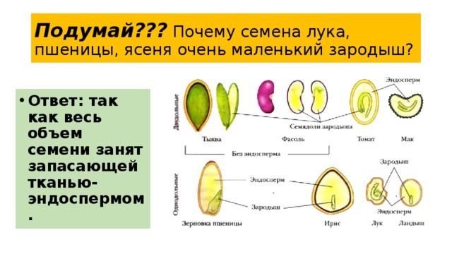 Подумай??? Почему семена лука, пшеницы, ясеня очень маленький зародыш? Ответ: так как весь объем семени занят запасающей тканью-эндоспермом. 