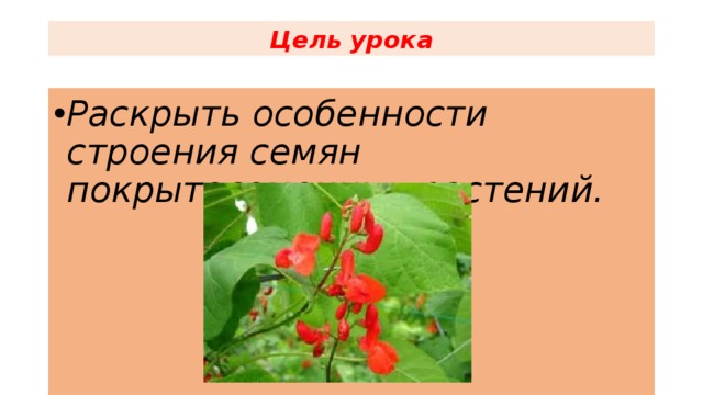 Цель урока Раскрыть особенности строения семян покрытосеменных растений. 