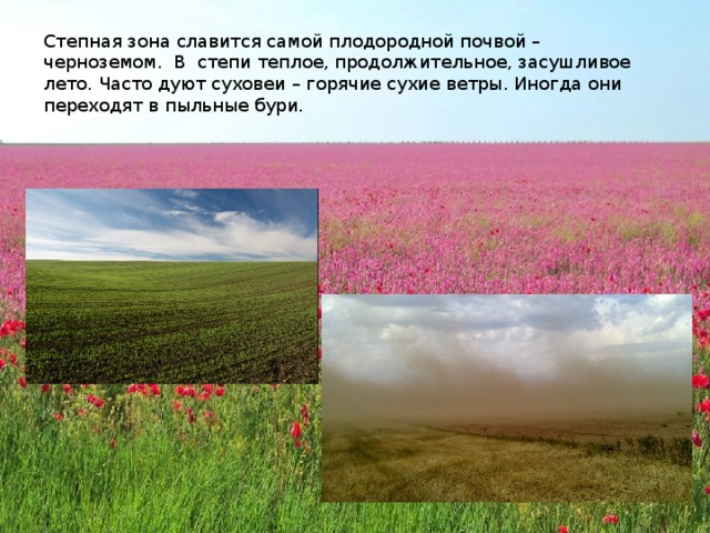 Степная зона славится самой плодородной почвой – черноземом. В степи теплое, продолжительное, засушливое лето. Часто дуют суховеи – горячие сухие ветры. Иногда они переходят в пыльные бури. 