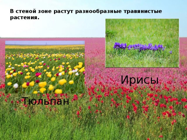 В стеной зоне растут разнообразные травянистые растения. Ирисы Тюльпан 