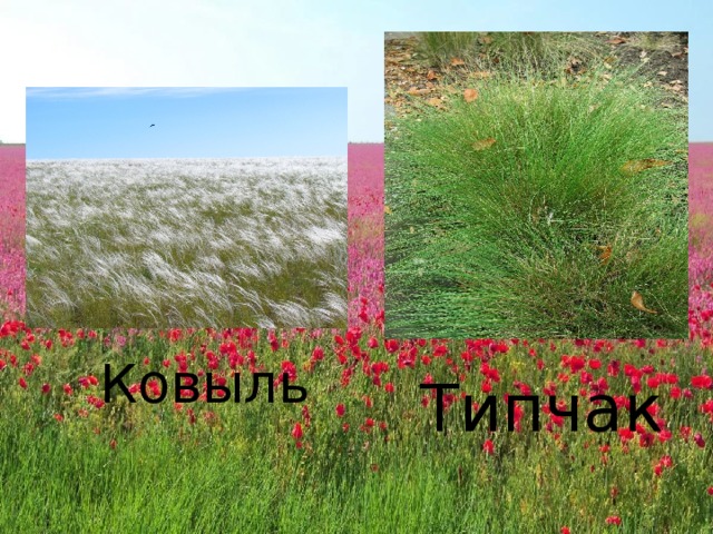 Ковыль Типчак 