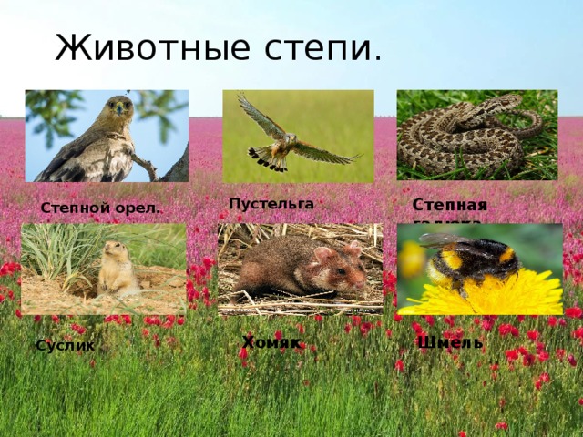 Животные степи. Пустельга Степная гадюка Степной орел. Хомяк Шмель Суслик 