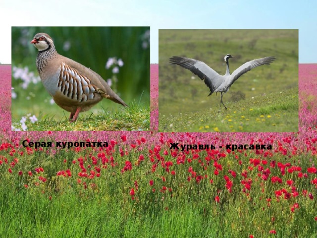 Серая куропатка Журавль - красавка 