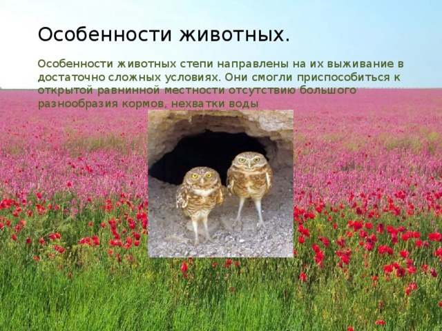 Особенности животных. Особенности животных степи направлены на их выживание в достаточно сложных условиях. Они смогли приспособиться к открытой равнинной местности отсутствию большого разнообразия кормов, нехватки воды 