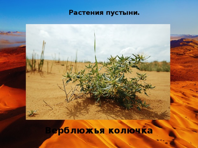 Растения пустыни. Верблюжья колючка 