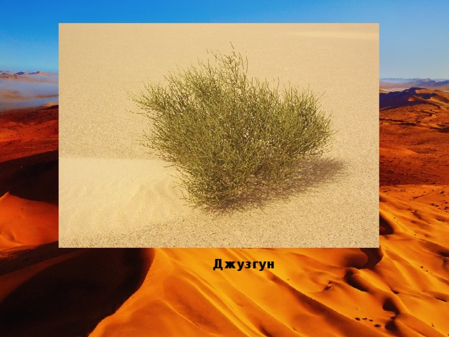 Джузгун 