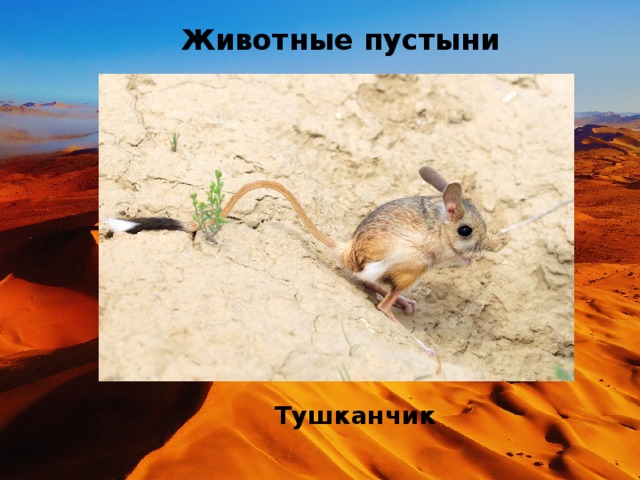 Животные пустыни Тушканчик 