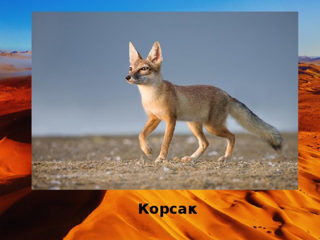 Корсак 