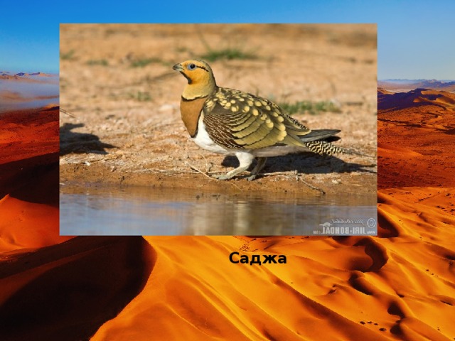 Саджа 