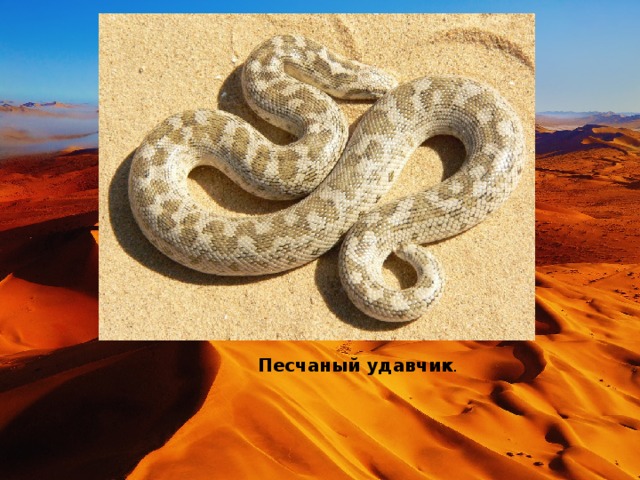 Песчаный удавчик . 