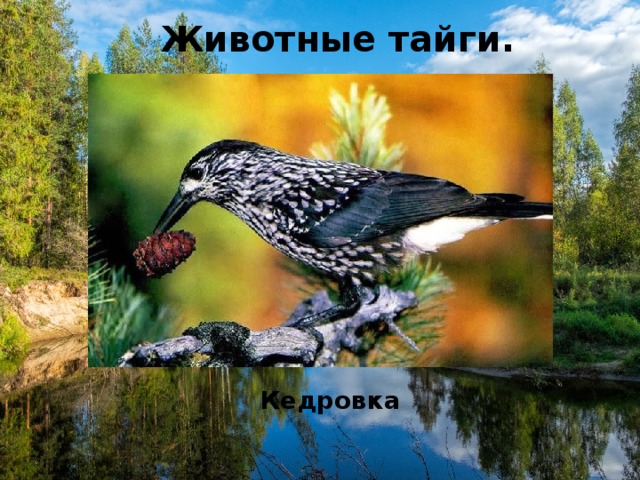 Животные тайги. Кедровка 
