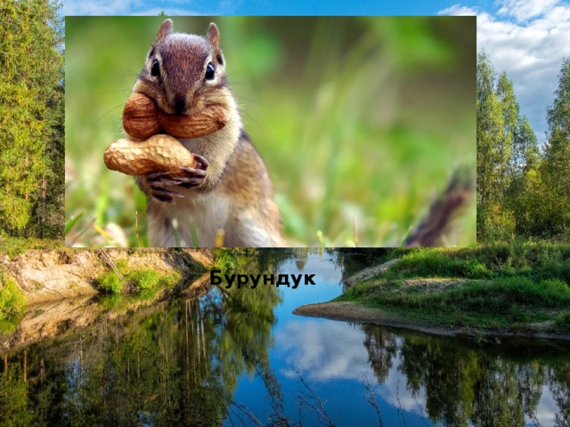Бурундук 