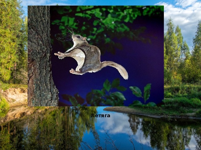 Летяга 
