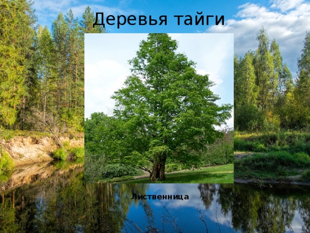 Деревья тайги Лиственница 