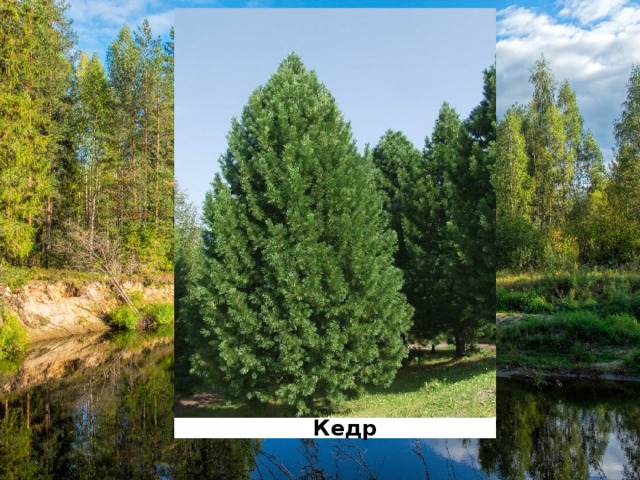 Кедр 