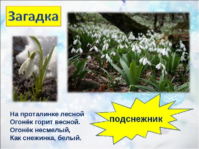 - А что знаете о первом весеннем цветке? Как он называется?  