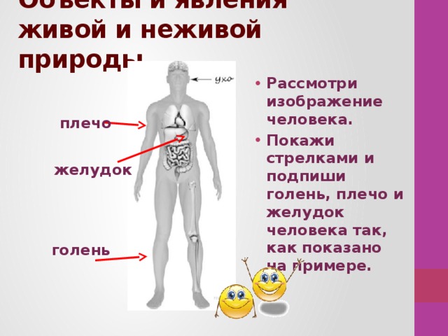 Объекты и явления живой и неживой природы. Рассмотри изображение человека. Покажи стрелками и подпиши голень, плечо и желудок человека так, как показано на примере.     плечо желудок голень 