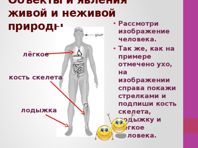 Объекты и явления живой и неживой природы. Рассмотри изображение человека. Так же, как на примере отмечено ухо, на изображении справа покажи стрелками и подпиши кость скелета, лодыжку и лёгкое человека.    лёгкое кость скелета лодыжка 