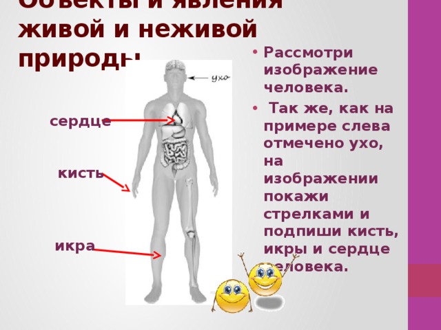 Объекты и явления живой и неживой природы. Рассмотри изображение человека.  Так же, как на примере слева отмечено ухо, на изображении покажи стрелками и подпиши кисть, икры и сердце человека.   сердце кисть икра 
