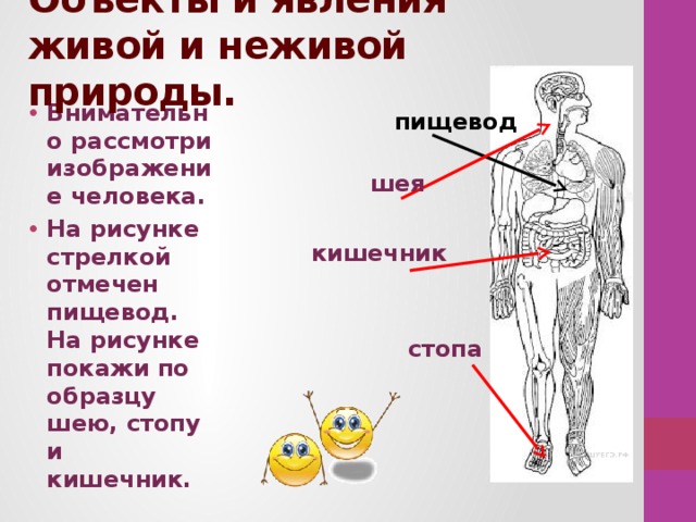 Объекты и явления живой и неживой природы. Внимательно рассмотри изображение человека. На рисунке стрелкой отмечен пищевод. На рисунке покажи по образцу шею, стопу и кишечник.  пищевод шея кишечник стопа 