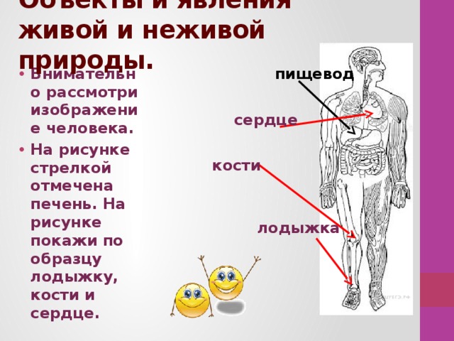 Объекты и явления живой и неживой природы. Внимательно рассмотри изображение человека. На рисунке стрелкой отмечена печень. На рисунке покажи по образцу лодыжку, кости и сердце. пищевод сердце кости лодыжка 