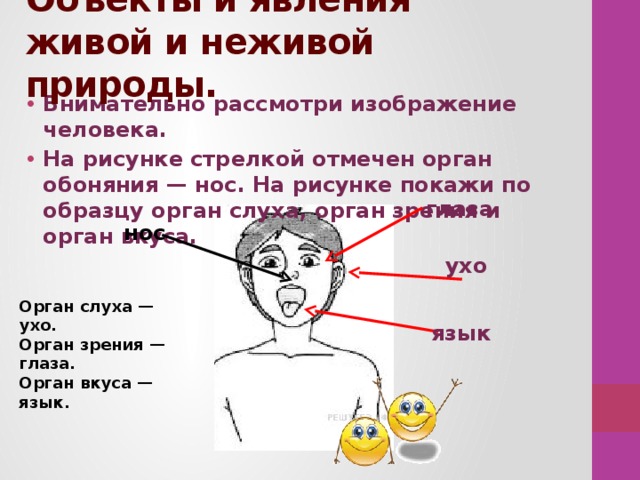 Объекты и явления живой и неживой природы. Внимательно рассмотри изображение человека. На рисунке стрелкой отмечен орган обоняния — нос. На рисунке покажи по образцу орган слуха, орган зрения и орган вкуса. глаза нос ухо Орган слуха — ухо. Орган зрения — глаза. Орган вкуса — язык. язык 