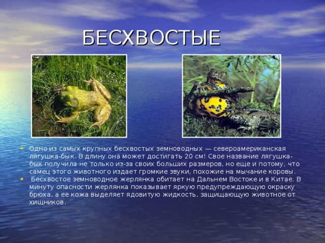  БЕСХВОСТЫЕ Одно из самых крупных бесхвостых земноводных — североамериканская лягушка-бык. В длину она может достигать 20 см! Свое название лягушка-бык получила не только из-за своих больших размеров, но еще и потому, что самец этого животного издает громкие звуки, похожие на мычание коровы.  Бесхвостое земноводное жерлянка обитает на Дальнем Востоке и в Китае. В минуту опасности жерлянка показывает яркую предупреждающую окраску брюха, а ее кожа выделяет ядовитую жидкость, защищающую животное от хищников.  