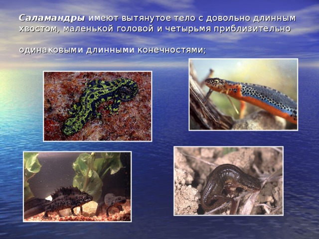 Саламандры имеют вытянутое тело с довольно длинным хвостом, маленькой головой и четырьмя приблизительно одинаковыми длинными конечностями;  
