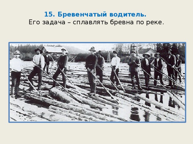 15. Бревенчатый водитель.  Его задача – сплавлять бревна по реке. 