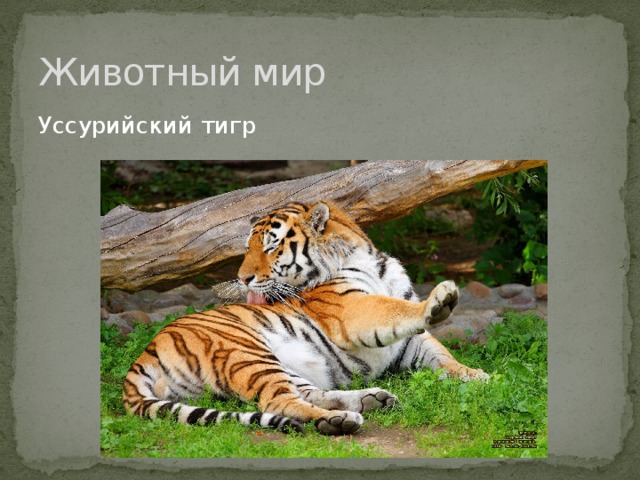 Животный мир Уссурийский тигр 