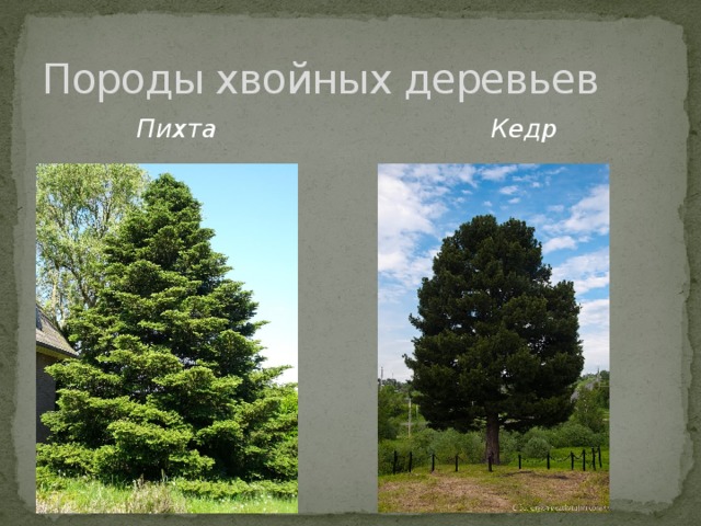 Породы хвойных деревьев  Пихта Кедр 