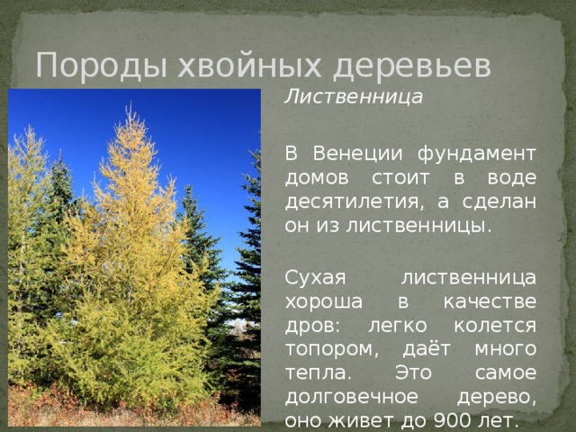 Породы хвойных деревьев Лиственница В Венеции фундамент домов стоит в воде десятилетия, а сделан он из лиственницы.  Сухая лиственница хороша в качестве дров: легко колется топором, даёт много тепла. Это самое долговечное дерево, оно живет до 900 лет. 