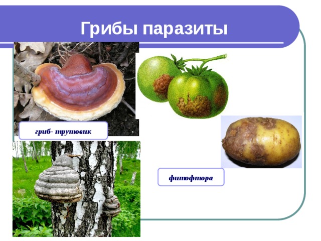 Грибы паразиты гриб- трутовик фитофтора 