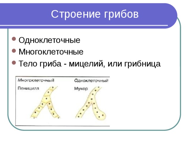 Строение грибов Одноклеточные Многоклеточные Тело гриба - мицелий, или грибница 