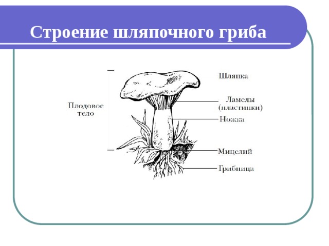 Строение шляпочного гриба 