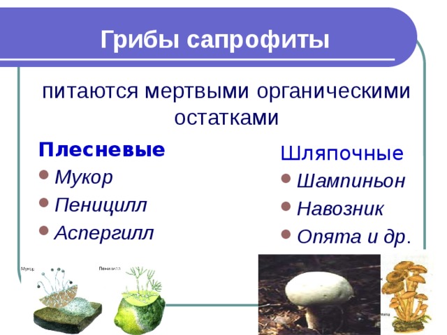 Грибы сапрофиты питаются мертвыми органическими остатками   Плесневые Мукор Пеницилл Аспергилл Шляпочные Шампиньон Навозник Опята и др . 