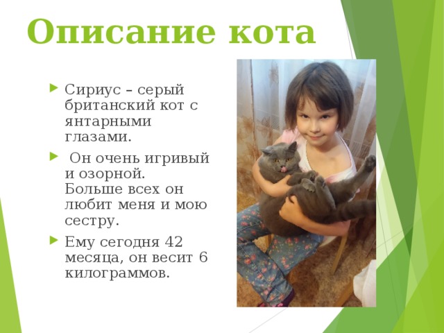 Описание кота Сириус – серый британский кот с янтарными глазами.  Он очень игривый и озорной. Больше всех он любит меня и мою сестру. Ему сегодня 42 месяца, он весит 6 килограммов. 