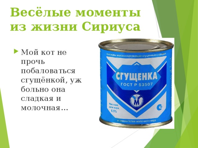 Весёлые моменты из жизни Сириуса Мой кот не прочь побаловаться сгущёнкой, уж больно она сладкая и молочная… 