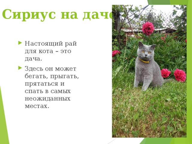 Сириус на даче… Настоящий рай для кота – это дача. Здесь он может бегать, прыгать, прятаться и спать в самых неожиданных местах. 