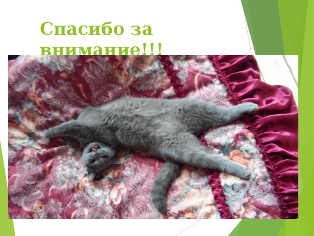 Спасибо за внимание!!! 