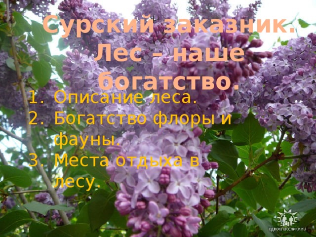 Сурский заказник. Лес – наше богатство. Описание леса. Богатство флоры и фауны. Места отдыха в лесу. 