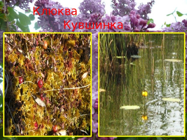Клюква  Кувшинка 