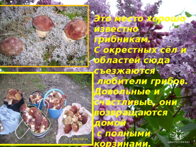 Это место хорошо известно грибникам. С окрестных сёл и областей сюда съезжаются  любители грибов. Довольные и счастливые, они возвращаются домой  с полными корзинами. 